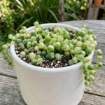 Cabbage Rose (echeveria pallida)