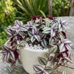 CabbageRoseecheveriapallid (10)