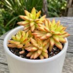 CabbageRoseecheveriapallid (11)