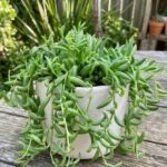 CabbageRoseecheveriapallid (12)