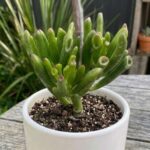 CabbageRoseecheveriapallid (13)