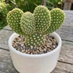 CabbageRoseecheveriapallid (15)