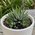 CabbageRoseecheveriapallid (15)