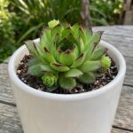 CabbageRoseecheveriapallid