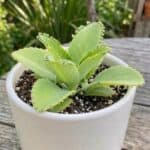 CabbageRoseecheveriapallid (16)