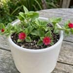 CabbageRoseecheveriapallid (17)