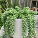 CabbageRoseecheveriapallid (18)