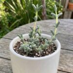 CabbageRoseecheveriapallid (19)