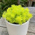 CabbageRoseecheveriapallid (2)