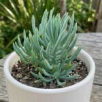 CabbageRoseecheveriapallid (20)