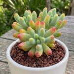 CabbageRoseecheveriapallid (21)