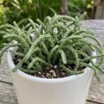 CabbageRoseecheveriapallid (22)