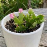 CabbageRoseecheveriapallid (23)