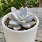 CabbageRoseecheveriapallid (24)