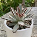 CabbageRoseecheveriapallid (25)