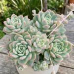 CabbageRoseecheveriapallid (26)