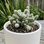 CabbageRoseecheveriapallid (27)