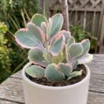 CabbageRoseecheveriapallid (29)