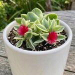 CabbageRoseecheveriapallid (3)