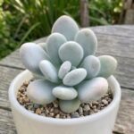 CabbageRoseecheveriapallid (30)