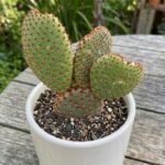 CabbageRoseecheveriapallid (32)