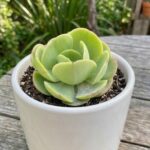 CabbageRoseecheveriapallid (33)