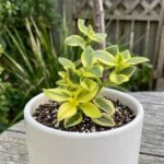 CabbageRoseecheveriapallid (34)