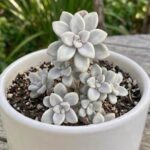 CabbageRoseecheveriapallid (35)