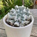 CabbageRoseecheveriapallid (36)