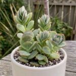 CabbageRoseecheveriapallid (38)