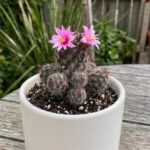 CabbageRoseecheveriapallid (39)