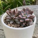 CabbageRoseecheveriapallid (4)