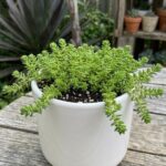 CabbageRoseecheveriapallid (42)