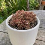 CabbageRoseecheveriapallid (43)
