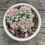 CabbageRoseecheveriapallid (46)