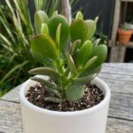 CabbageRoseecheveriapallid (5)