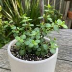 CabbageRoseecheveriapallid (6)