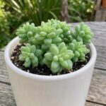 CabbageRoseecheveriapallid (7)