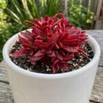 CabbageRoseecheveriapallid (8)