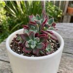 CabbageRoseecheveriapallid (9)