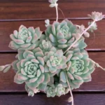 D_NQ_NP_653183-MLB74464988550_022024-O