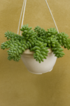 Hanging Burro’s Tail in White Pot