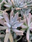 SucculentplantPottedsucculentLivesucculentSucculentstarterkitSucculentcollectionSucculentarrangementSucculentgiftboxMinisucculentSucculentvarietypackSucculentpla (3)