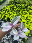 SucculentplantPottedsucculentLivesucculentSucculentstarterkitSucculentcollectionSucculentarrangementSucculentgiftboxMinisucculentSucculentvarietypackSucculentpla (5)