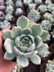 SucculentplantPottedsucculentLivesucculentSucculentstarterkitSucculentcollectionSucculentarrangementSucculentgiftboxMinisucculentSucculentvarietypackSucculentpla (6)
