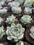 SucculentplantPottedsucculentLivesucculentSucculentstarterkitSucculentcollectionSucculentarrangementSucculentgiftboxMinisucculentSucculentvarietypackSucculentpla (6)