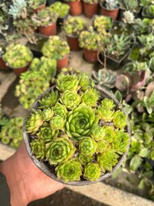 How to Make Succulent Soil at Home in India