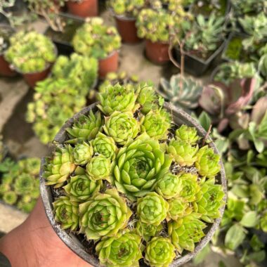 🌿 How to Save Laxmi Kamal Succulent – Full Care Guide by Succulent Hub India