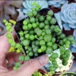 il_570xN.6092516350_ostz