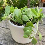 CabbageRoseecheveriapallid (45)